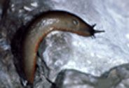 Typical slug - note absence of any external shell. Click the image to continue to identify the species. Typical slug
