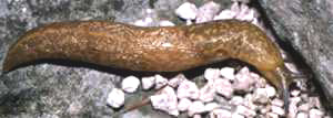 Slug typical of Limacidae family