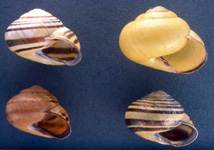 Banded snails