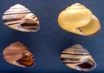 Click to continue. Banded snails