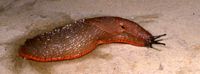 Arion ater - brick-red form