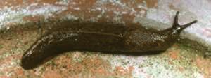 Typical slug of Milacidae family