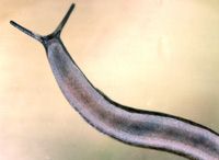 Ventral view of Tandonia budapestensis