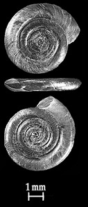 Anisus vorticulus