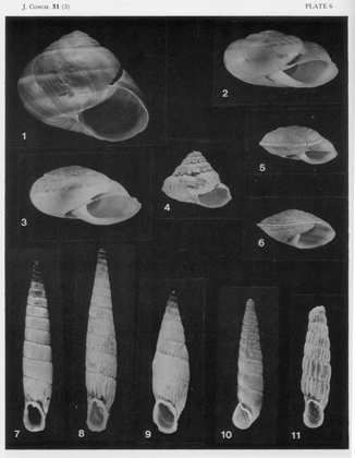 Plate 6