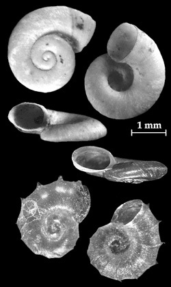 Gyraulus crista