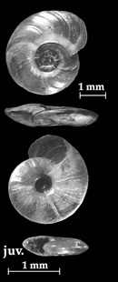 Hippeutis complanatus