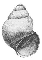 Mercuria similis shell