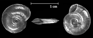 Planorbis carinatus
