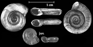 Planorbis planorbis