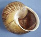 No umbilicus, flecked pattern on shell