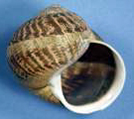 Side view of garden snail