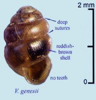 Vertigo genesii