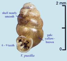 Vertigo pusilla