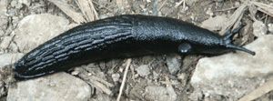 Arion ater black form
