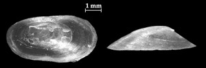 Click to continue identifying Shell shaped like a cap or shield.