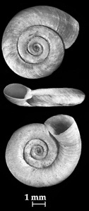 Gyraulus acronicus