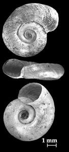 Gyraulus albus