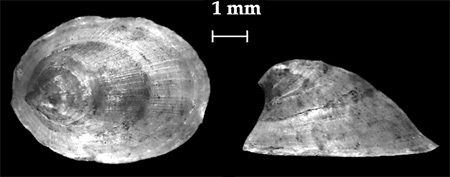 Ancylus fluviatilis