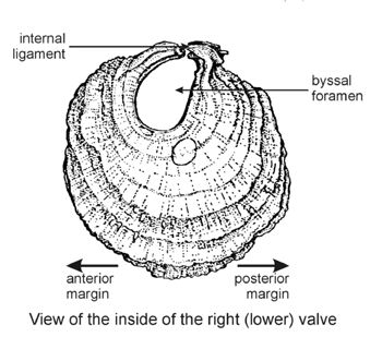 Diagram of parts of Anomiidae shell