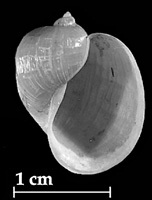 Click to continue identifying Lymnaea auricularia shell