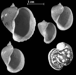 Shells of Radix auricularia
