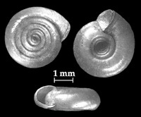 Click to continue identifying