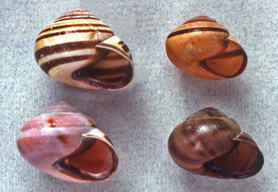 Colour morphs of Cepaea nemoralis