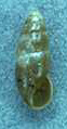 Cochlicopa cf. lubricella
