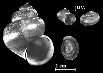 Viviparus contectus shells