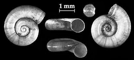 Valvata cristata