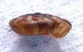 Shell less than 8 mm. broad