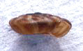 Click to contiue Shell less than 8 mm. broad