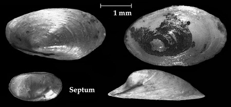 Ferrissia wautieri