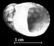 Click to continue identifying Mouth aperture shaped like a half moon.