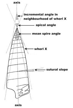 Angles of spire