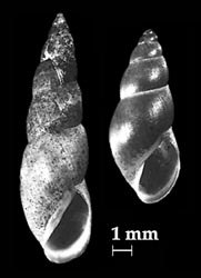 Omphiscola glabra