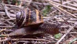 Click on this Garden Snail to start identifying garden molluscs