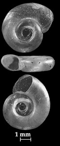 Gyraulus laevis