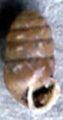 Click to contiue Mouth edge thickened and reflected