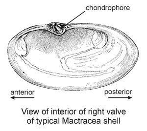 Diagram of  typical Mactracea shell