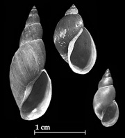 Shells of Lymnaeidae species