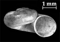 Click to continue identifying shell coiled in one plane