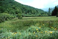 marsh
