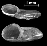 Click to continue identifying