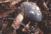 Typical snail - note presence of obvious shell. Click the image to continue to identify the species. Typical snail