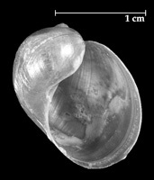 Shell of Myxas glutinosa