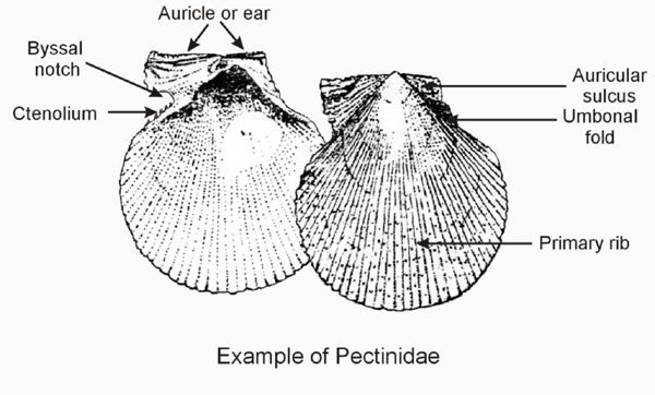 Diagram of typical Pectinidae shell