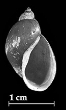 Shell without an operculum.