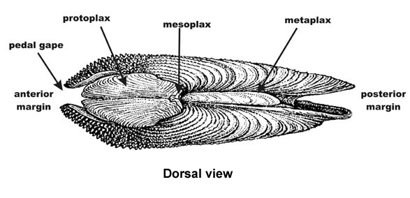 Dorsal view of exterior